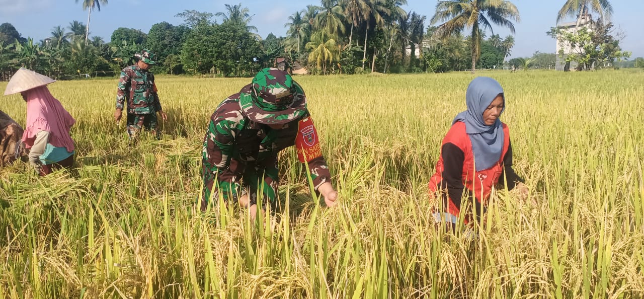 Dandim 1002/HST Panen Padi Bersama Warga Di Lokasi TMMD ke-116