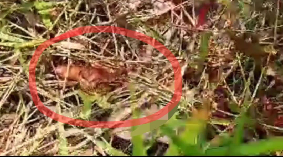 Ibu Jari Kaki Polisi Putus Kena Sabetan Senjata Tajam saat Bekuk Pembunuh